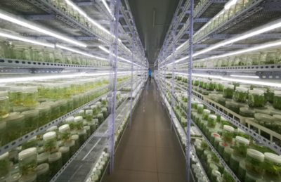 科技賦能“植物王國” 番禺農業龍頭企業年產能突破8000萬株的秘訣