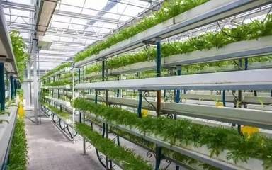 現代農業樣板 設施農業、無土栽培與精準農業的科技革新