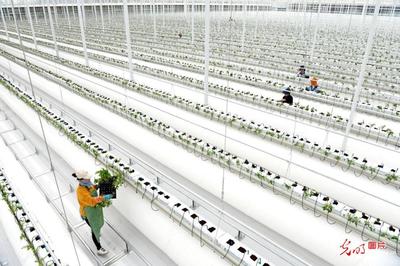 安徽淮南 智慧農業賦能產業升級，科技研發助推農民增收