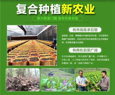 云南春信農(nóng)業(yè)科技 聚焦珍稀中草藥種植，科技引領(lǐng)致富新路徑