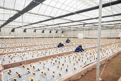 武義 科技賦能“武七味”公共品牌，引領(lǐng)農(nóng)戶增收致富新篇章