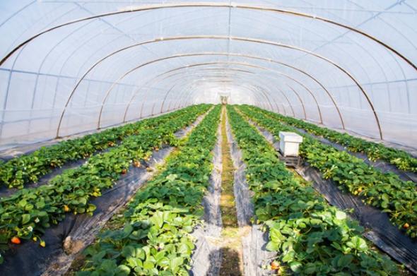 山東泰港數(shù)科集團 為農(nóng)業(yè)插上科技的翅膀，引領(lǐng)農(nóng)業(yè)科技研發(fā)新浪潮