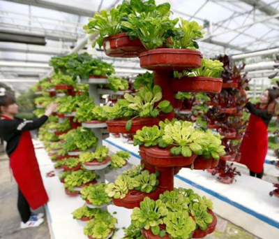 江蘇淮安 以現(xiàn)代農(nóng)業(yè)園為引擎，驅(qū)動(dòng)農(nóng)業(yè)科技研發(fā)與產(chǎn)業(yè)升級(jí)