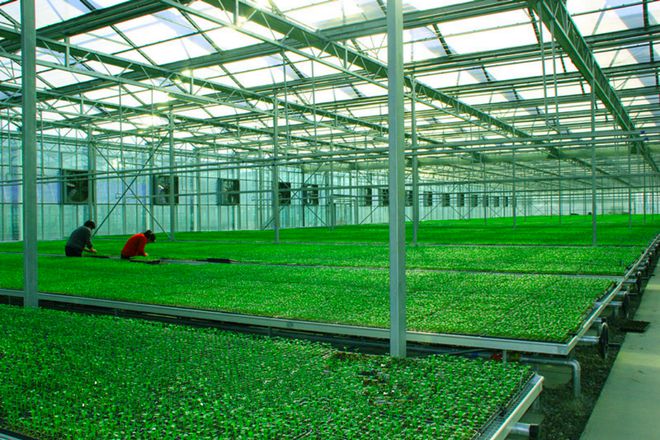 鮮食番茄黃瓜擂臺(tái)賽丨走進(jìn)北京·通州農(nóng)業(yè)科技研發(fā)前沿