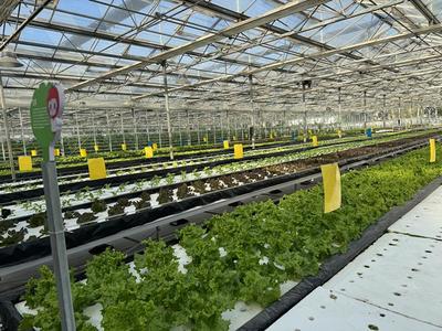 科技守護(hù)餐桌 朝來(lái)農(nóng)藝園的田間智慧與舌尖安全